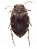 Oreodytes septentrionalis